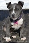 Mia the American Bully as a puppy and sitting on a blacktop in front of snow