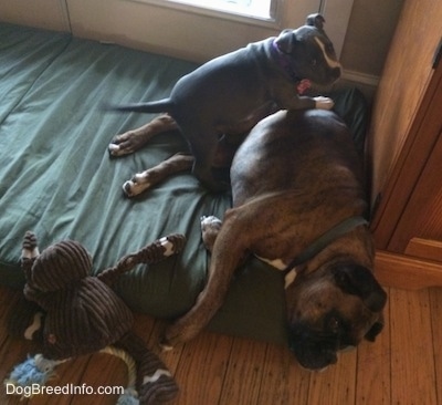 A blue nose American Bully Pit puppy is climbing up on the side of a brown with black and white Boxer that is laying on a green pillow. There is a ginger bread plush toy in front of the Boxer.