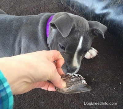 Close up - A person is holding a bird wing in there hand and a blue nose American Bully Pit puppy is sniffing the wing.