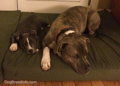 A blue nose American Bully Pit puppy is laying down on a green pillow, next to a blue nose Pit Bull Terrier that is also laying down.