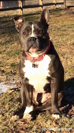 A blue nose American Bully Pit is sitting in grass. There is a small amount of snow next to her. She is looking forward and her left ear is in the air and the other ear is slightly flopped over.