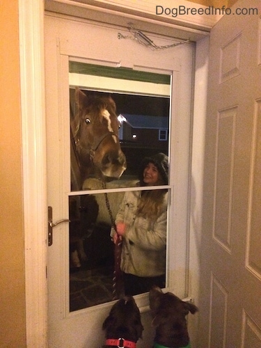 A blue nose American Bully Pit and an American Pit Bull Terrier are sitting at the bottom of a screen door. They are looking out at a horse.