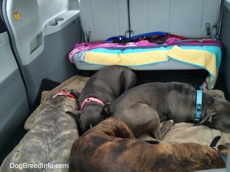 A blue nose American Bully Pit, an American Pit Bull Terrier, a brown with black and white Boxer and a blue nose Pit Bull Terrier are sleeping in the back of a mini van.