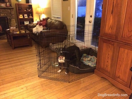 A blue nose American Bully Pit is standing partially in a dog bed and a hardwood floor inside of an x-pen in a living room.