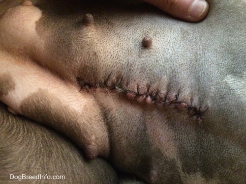 Close up - Stitches on the the belly of a blue nose American Bully Pit.
