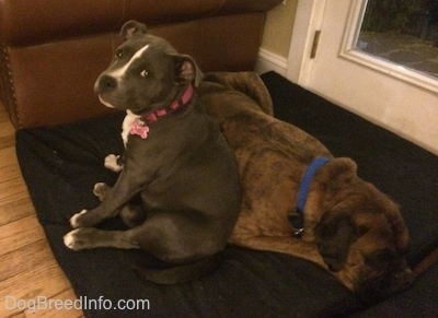 A blue nose American Bully Pit puppy is sitting on a dark blue orthopedic dog bed pillow sitting flat on its butt leaning against a sleeping brown brindle with black and white Boxer.