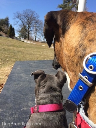 Close up - The back of a blue nose American Bully Pit puppy wearing a hot pink collar and a brown brindle  with black and white Boxer wearing a new looking bright blue collar looking across a field.