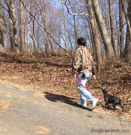 A man in a camo shirt is holding a stick that is in the mouth of a blue nose American Bully Pit puppy leading the puppy up a small hill.