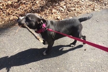 A blue nose American Bully Pit puppy is proudfully trotting across a blacktop surface with a long stick in her mouth. Her tail is even with her body.