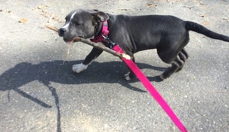 A blue nose American Bully Pit puppy is walking across a blacktop surface with a stick in her mouth.
