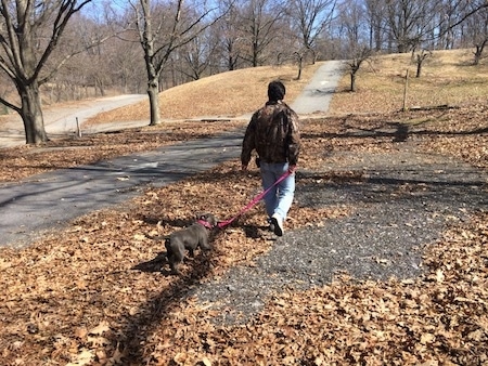 A man in a camo jacket is walking a blue nose American Bully Pit puppy across a surface with a lot of leaves.