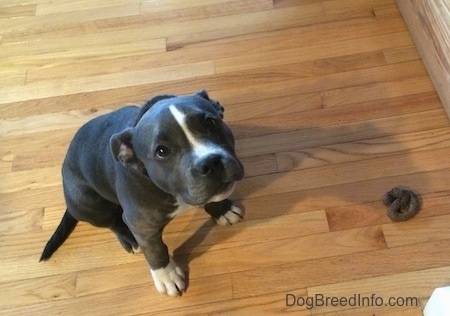 A blue nose American Bully Pit puppy is sitting on a hardwood floor and to the right of her is a circled mound of poop.