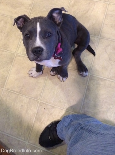 Top down view of a Blue Nose American Bully Pit puppy sitting on a tiled floor looking up.