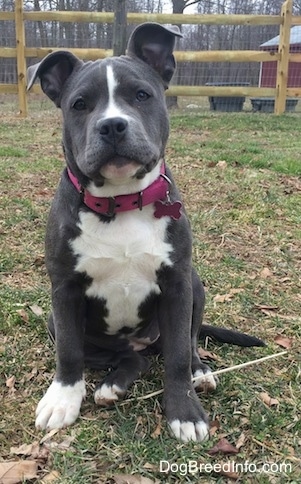 A blue nose American Bully Pit is sitting in grass and her head is slightly tilted to the left. There is a wooden fence behind her.