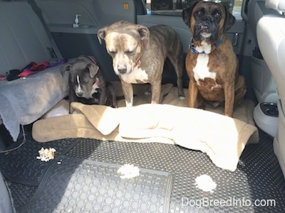 Two dogs and a puppy are sitting and standing in the middle of a mini van that has the seats removed. In front of each of them is a small pile of chicken laying on the floor mats.