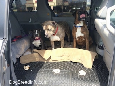 A blue nose American Bully Pit is sitting on a dog bed, her mouth is open and her tongue is out. A blue nose Pit Bull Terrier is standing on a dog bed and looking down at a small pile of chicken in front of him. Next to the Terrier is a sitting brown with black and white Boxer, who is licking his nose. They are in the back of a van.