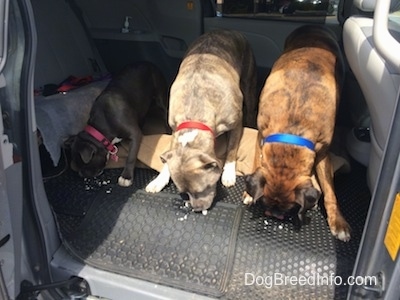 Two dogs and a puppy are eating chicken that was placed in front of them in the backseat of a van.