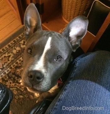 Close up - A blue nose American Bully Pit puppy is sitting on a rug and next to her is a persons leg. Her ears are up.