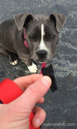 Close up - A blue nose American Bully Pit puppy is sitting on a blacktop surface and she is looking at a piece of plastic that a person is holding in there hand.