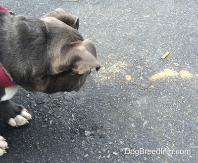 A blue nose American Bully Pit puppy is standing on a blacktop surface and she is looking at cigarette but that is behind her.