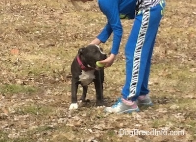 A blue nose American Bully Pit puppy is standing on grass and the child dressed in blue standing next to her is taking a green tennis ball out of her mouth.