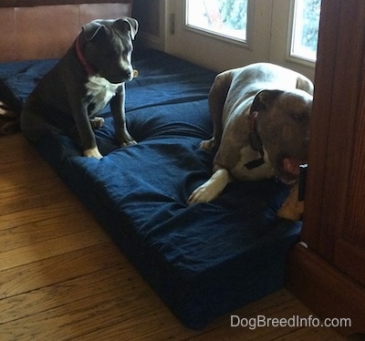 A blue nose American Bully puppy is sitting on a blue orthopedic dog bed pillow and watching a blue nose Pit Bull Terrier chew on a bone.