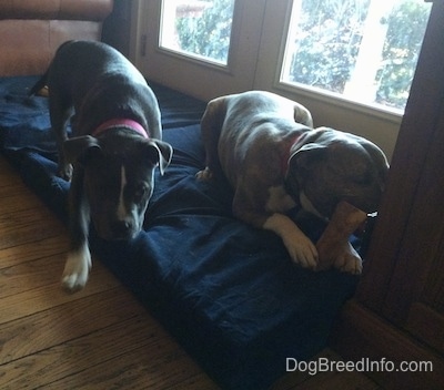 A blue nose American Bully puppy is walking away from a blue nose Pit Bull Terrier that is chewing on a bone.