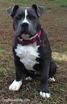 Close up - A blue nose American Bully Pit puppy is sitting in grass and she is looking forward. Her ears are flopped down.