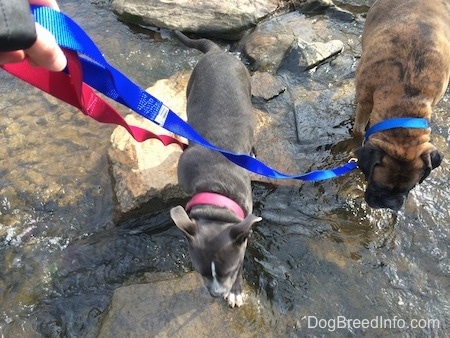 A blue nose American Bully Pit puppy and a brown with black and white Boxer are walking across rocks that are in the middle of a rushing stream.
