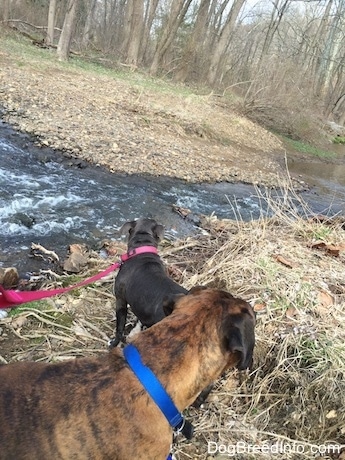 A blue nose American Bully Pit puppy and A brown brindle with black and white Boxer are standing in grass and looking up a small stream.