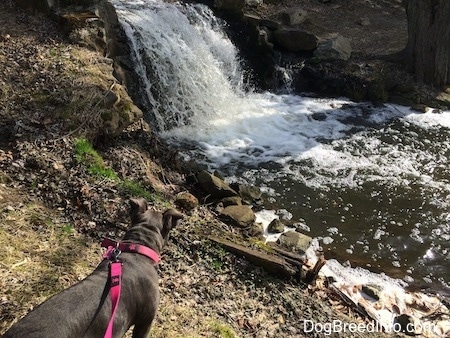 A blue nose American Bully Pit puppy is standing in grass and she is looking at a small waterfall.