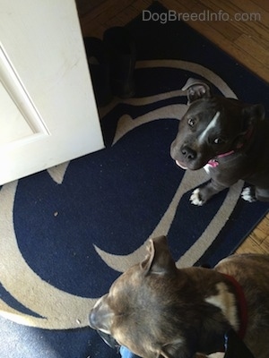 A blue nose American Bully Pit puppy is sitting on a Penn State University door mat. There is a blue nose Pit Bull Terrier looking out of the open door.