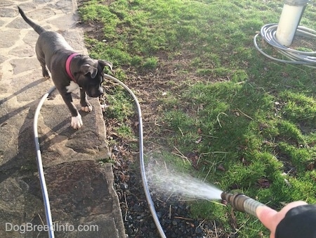 A blue nose American Bully Pit puppy is standing on a stone walkway and she is looking down at a water hose stream.