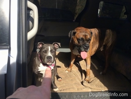 A persons finger is pointing at a blue nose American Bully Pit puppy and standing next to her is a brown with black and white Boxer with his mouth open. The dogs are inside of a mini van that have the middle seats removed.