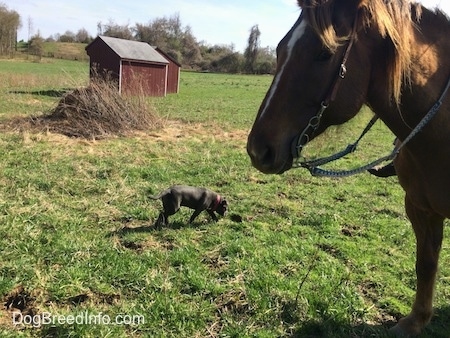 A blue nose American Bully Pit puppy is sniffing a pile of poop in a field. There is a brown with white Horse looking to the left and a couple of barn red lean-tos in the distance.
