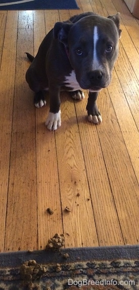 A blue nose American Bully Pit puppy is sitting on a hardwood floor, her head is down, her ears are lowered and she is looking forward. There is a mess of dry throw up in front of a rug.