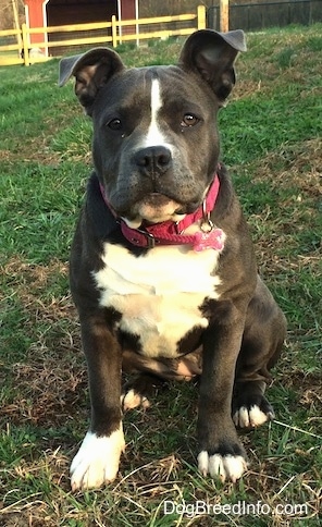 A wide-chested, blue nose American Bully Pit puppy wearing a hot pink collar sitting in grass and looking forward. Her ears are flopped over to the front.