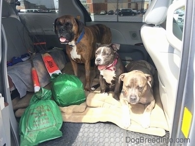 Three dogs in the back of a mini van that has the middle seats removed with two trees on the floor next to them. A brown with black and white Boxer is standing on a dog bed next to him, is a sitting blue nose American Bully Pit puppy and next to her is a blue nose Pit Bull Terrier laying down. The Boxer and the puppies mouths are open and tongues are out.