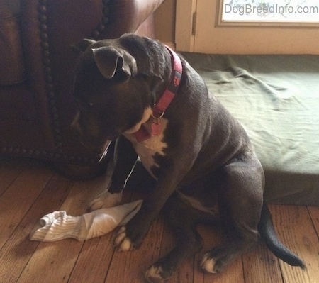 A blue nose American Bully Pit puppy is sitting on a hardwood floor in front of a green orthopedic dog bed pillow looking down at a sock next to her.