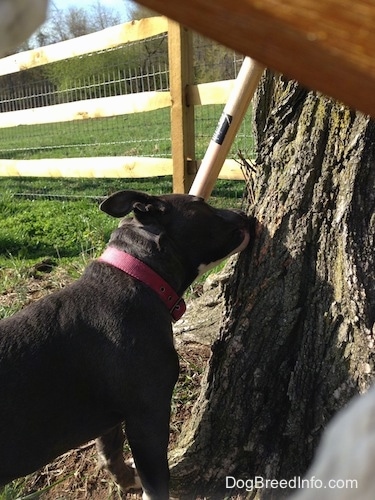 A blue nose American Bully Pit puppy is biting a tree.