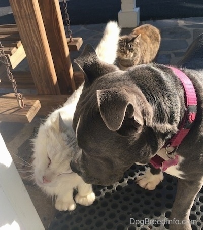 Close up - A white large pawed cat is standing on a rubber mat on a stone porch next to a blue nose American Bully Pit. The cat is rubbing against the puppy. There is a second cat behind them watching.