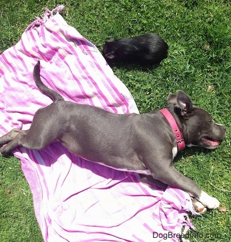 A black guinea pig is standing in grass directly in front of a pink and purple towel. There is a blue nose American Bully Pit puppy laying across the towel.