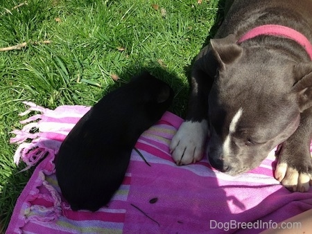 A black guinea pig walking up a pink and purple striped towel next to a blue nose American Bully Pit puppy.