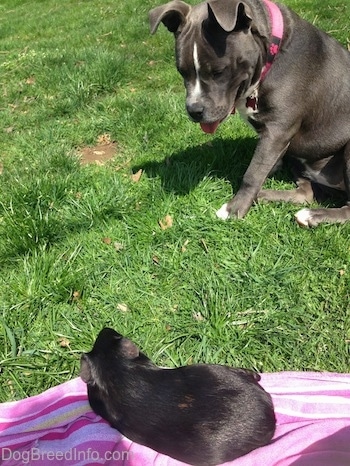 A blue nose American Bully Pit puppy sitting in grass looking down at a black guinea pig that is laying on a purple and pink towel.