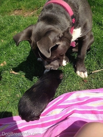 A blue nose American Bully Pit puppy is sitting in grass and sniffing a black guinea pig that is standing on a pink towel.
