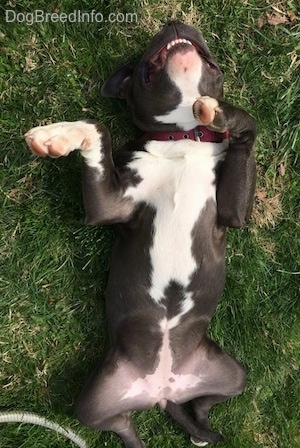 Close up - A blue nose American Bully Pit puppy is sleeping on her back in grass with her front paws in the air.