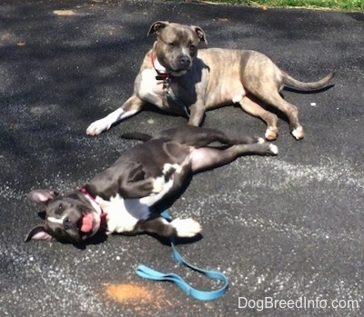 A blue nose Pit Bull Terrier is laying on a blacktop surface and looking forward. A blue nose American Bully Pit puppy is laying on her right side looking happy and she has her paws up. Her mouth is open and her tongue is out.