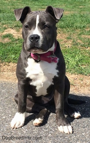 A blue nose American Bully Pit puppy is sitting on a blacktop surface and she is looking forward. Her ears are flopped over to the front.