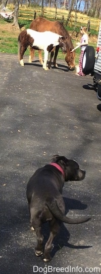 The backside of a blue nose American Bully Pit puppy that is walking across a blacktop surface. There is a girl across the driveway with a horse and a pony.