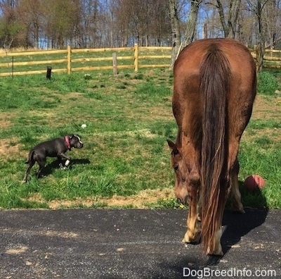 A blue nose American Bully Pit puppy is walking in grass and circling a brown with white Horse.